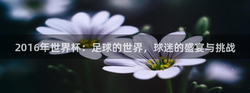 世界杯葡萄牙赛程：2016年世界杯：足球的世界，球迷的盛宴与挑战