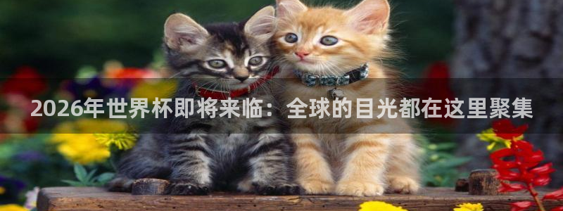 世界杯预选赛2026：2026年世界杯即将来临：全球的目光都在这里聚集